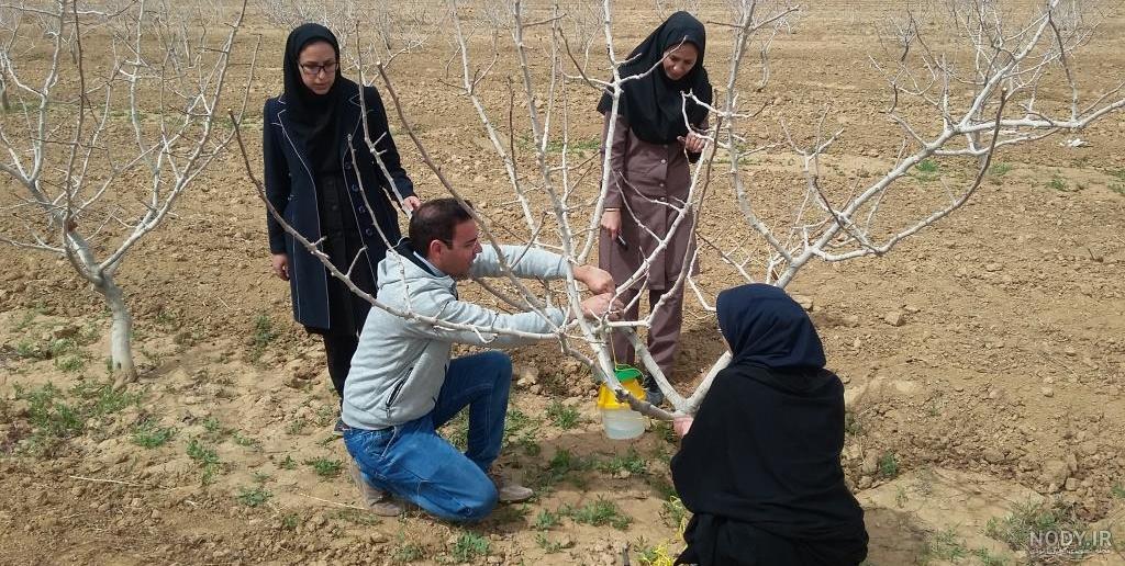 پروانه چوبخوار پسته (کرمانیا)