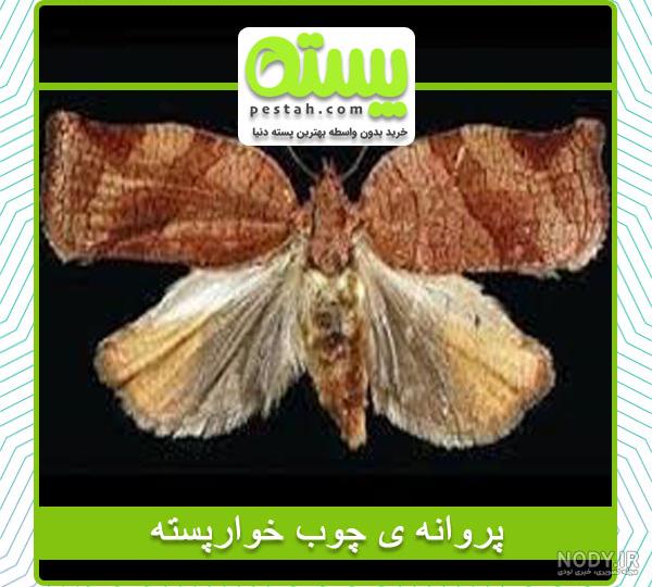 پروانه چوبخوار پسته pdf پروانه چوبخوار پسته pdf