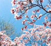 پروفایل بهاری دخترانه جدید پروفایل بهاری دخترانه جدید
