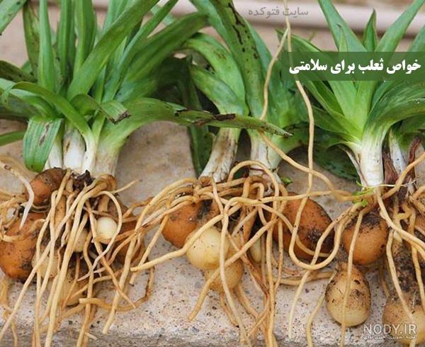 عکس ثعلب بستنی عکس ثعلب بستنی