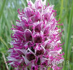 عکس گل ثعلبیان عکس گل ثعلبیان