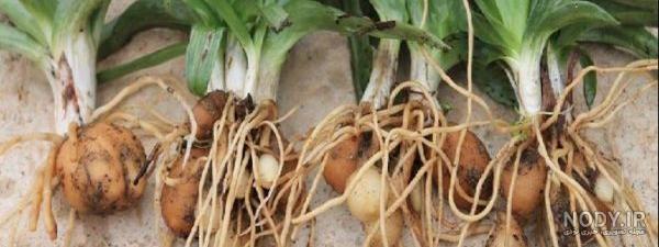 قیمت ثعلب بستنی دیجی کالا قیمت ثعلب بستنی دیجی کالا