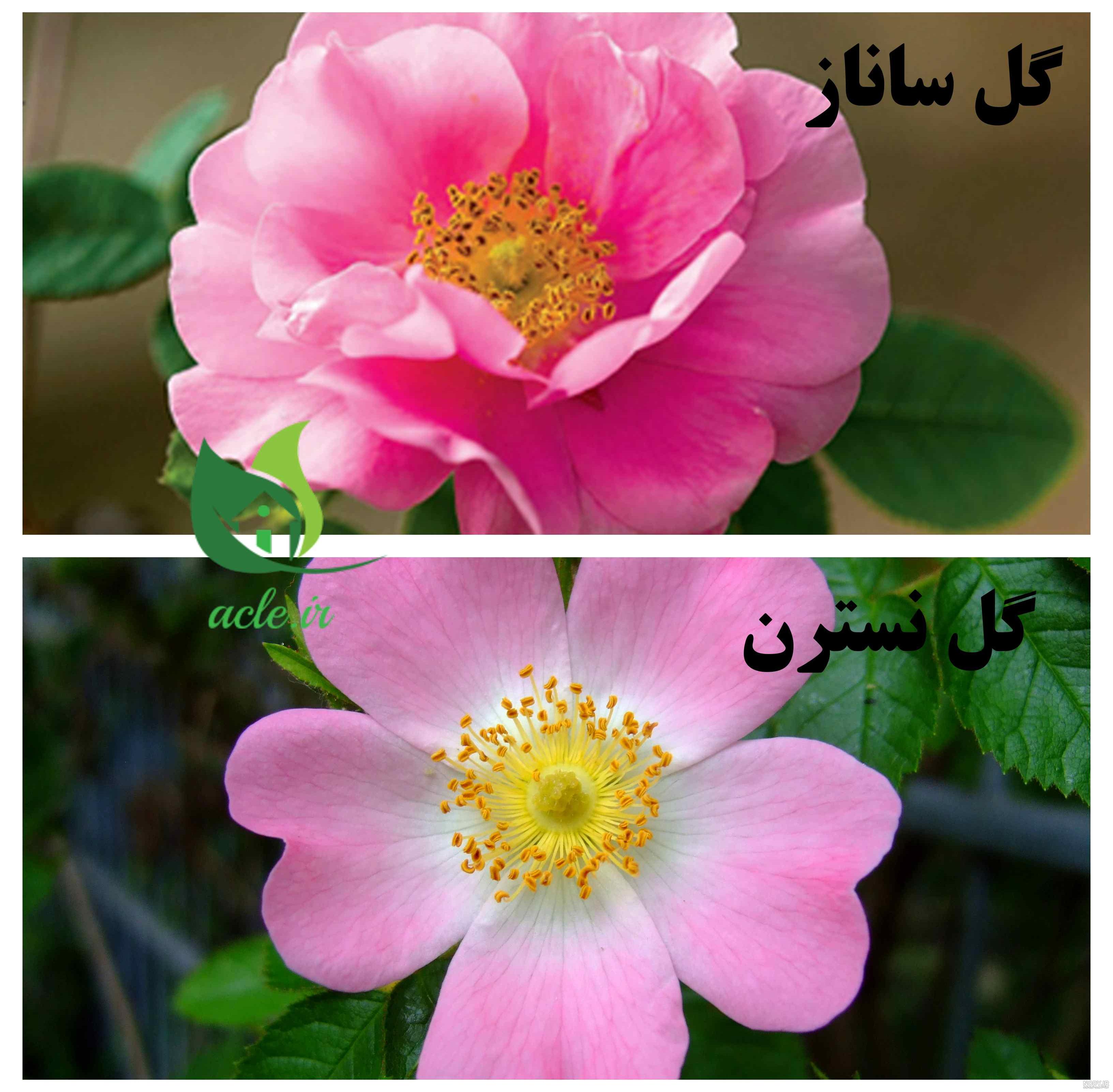 آفات گل ساناز آفات گل ساناز