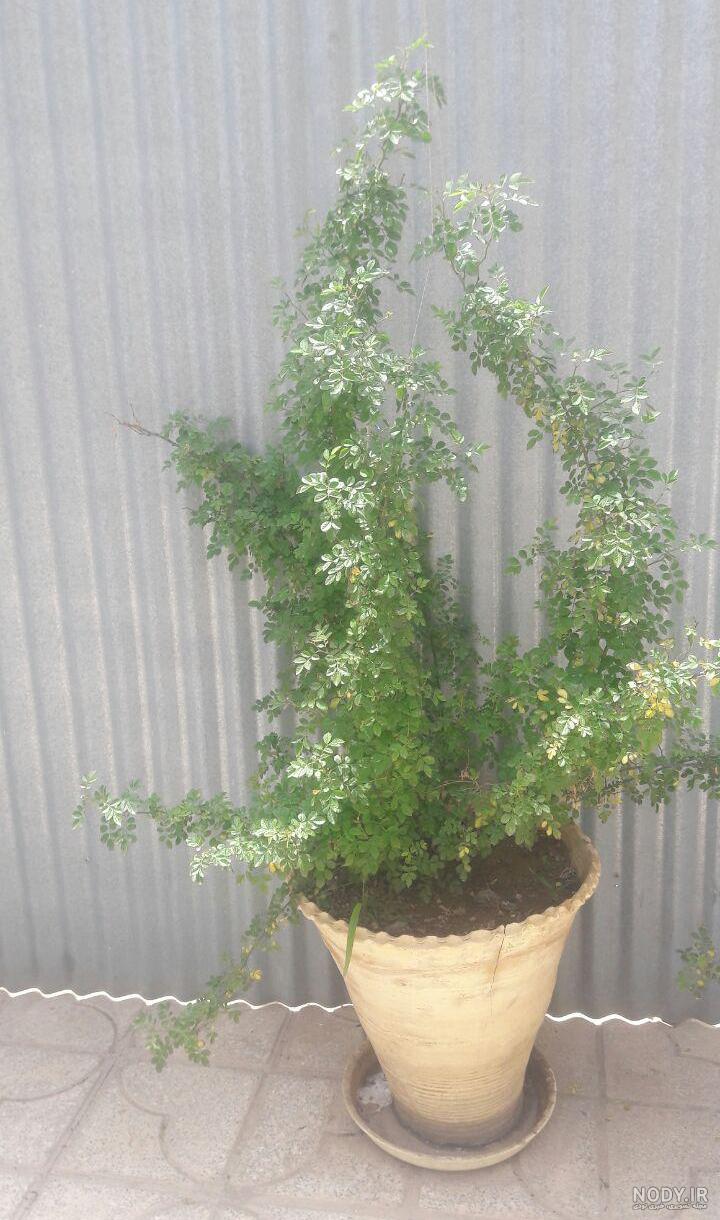 انواع گل رز برای باغچه انواع گل رز برای باغچه