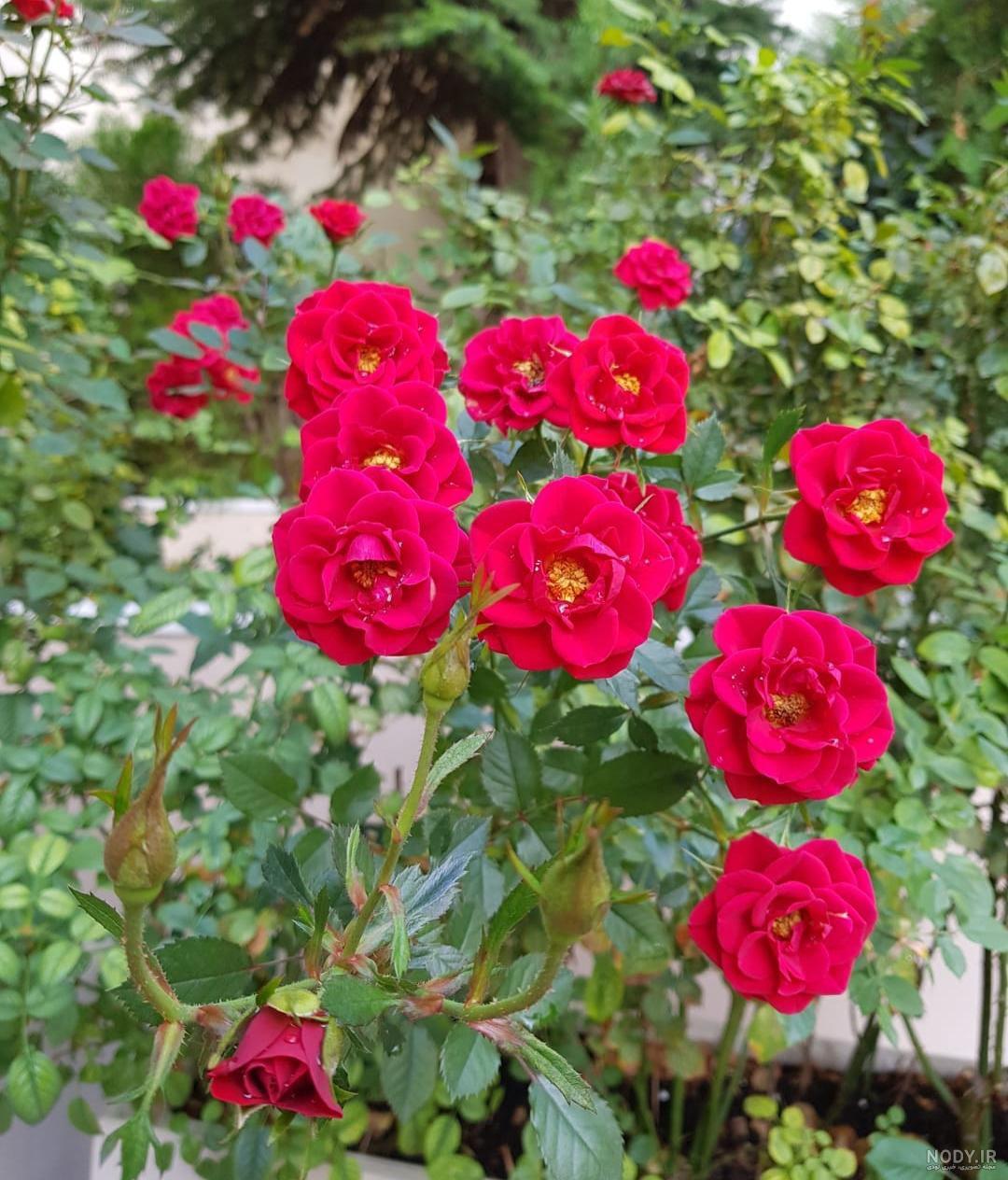 انواع گل رز هلندی انواع گل رز هلندی
