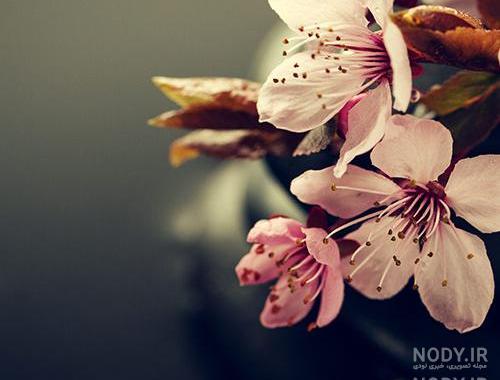 تصویر زمینه بهاری زیبا تصویر زمینه بهاری زیبا