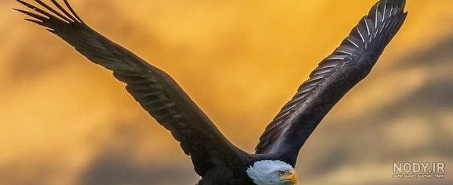 خصوصیات اخلاقی عقاب