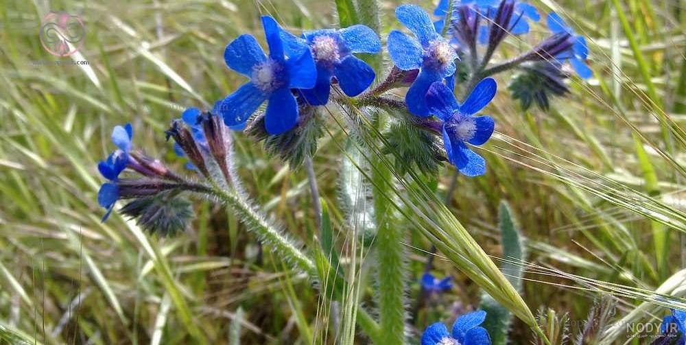 خواص گل گاوزبان برای قلب خواص گل گاوزبان برای قلب