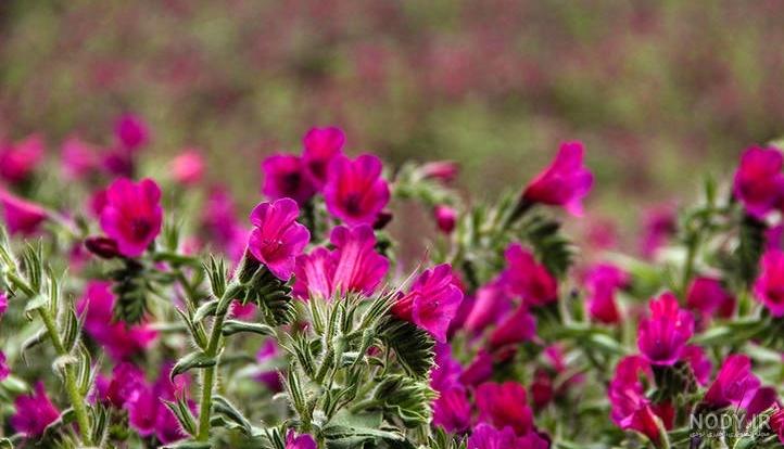 خواص گل گاوزبان برای کودکان خواص گل گاوزبان برای کودکان