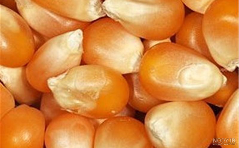 دانه ذرت چند قسمتی است دانه ذرت چند قسمتی است