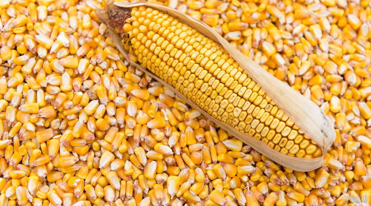 دانه های دو قسمتی را نام ببرید دانه های دو قسمتی را نام ببرید