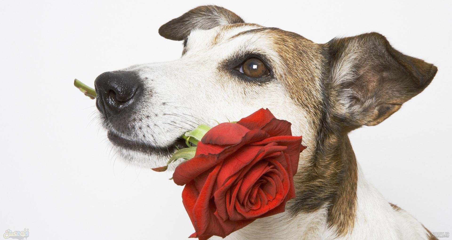 دعوای سگ سرابی سیاه