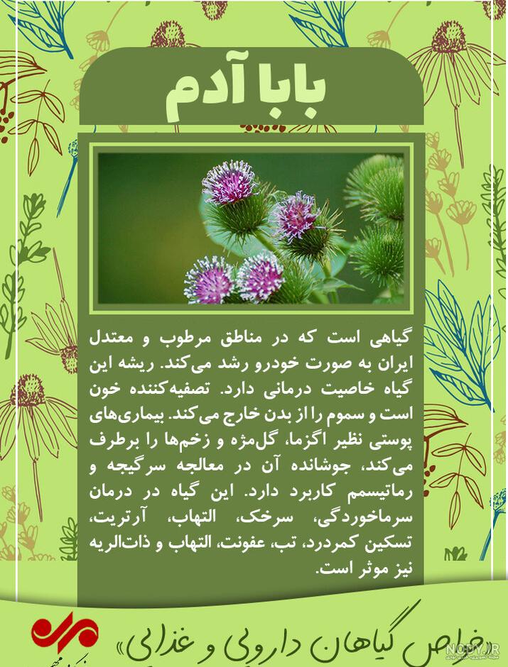 عکس از گیاه بابا ادم عکس از گیاه بابا ادم