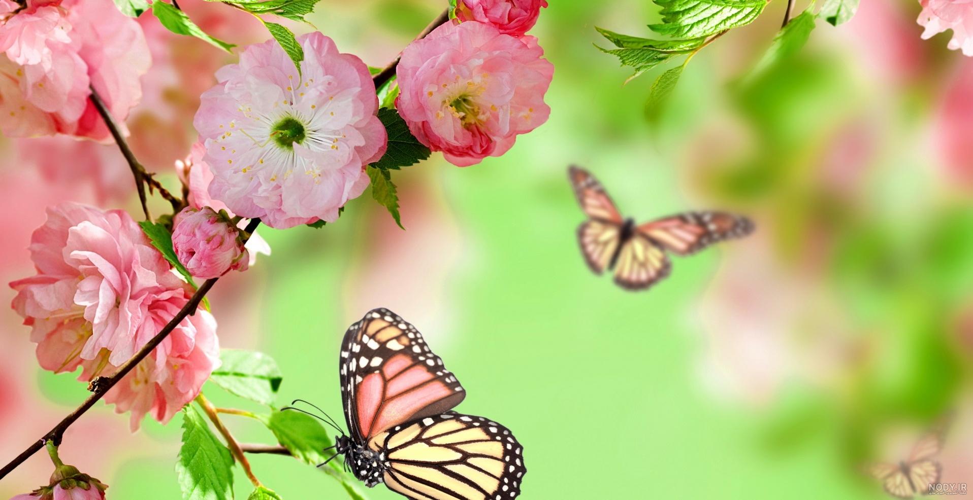 عکس بهاری برای پس زمینه عکس بهاری برای پس زمینه