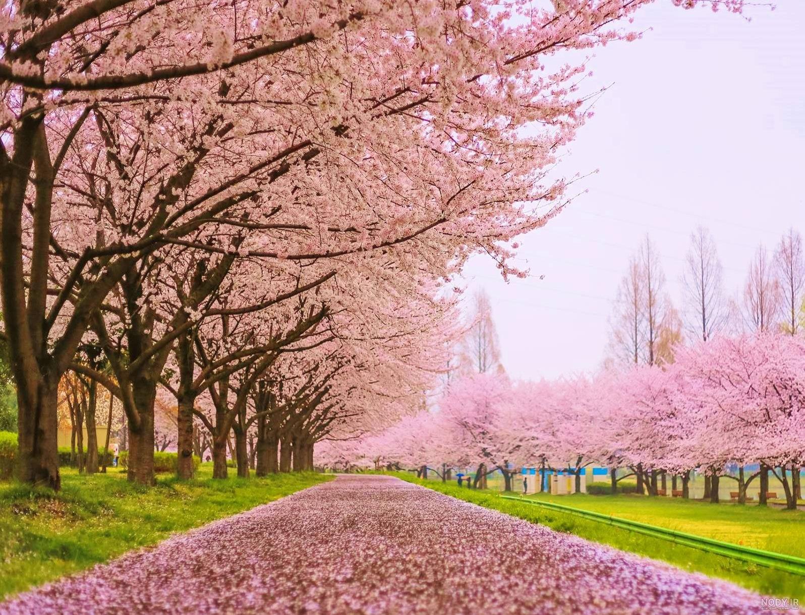 عکس بهاری پس زمینه عکس بهاری پس زمینه