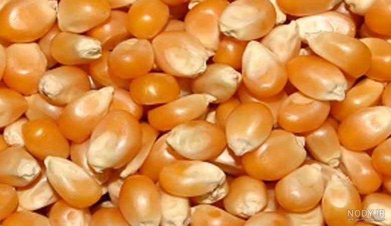 عکس ذرت دانه ای