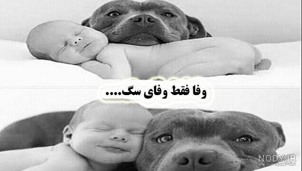 عکس سگ وحشی سیاه