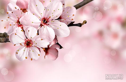 عکس شکوفه بهاری برای پروفایل عکس شکوفه بهاری برای پروفایل