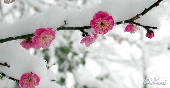 عکس شکوفه های بهاری در ایران عکس شکوفه های بهاری در ایران