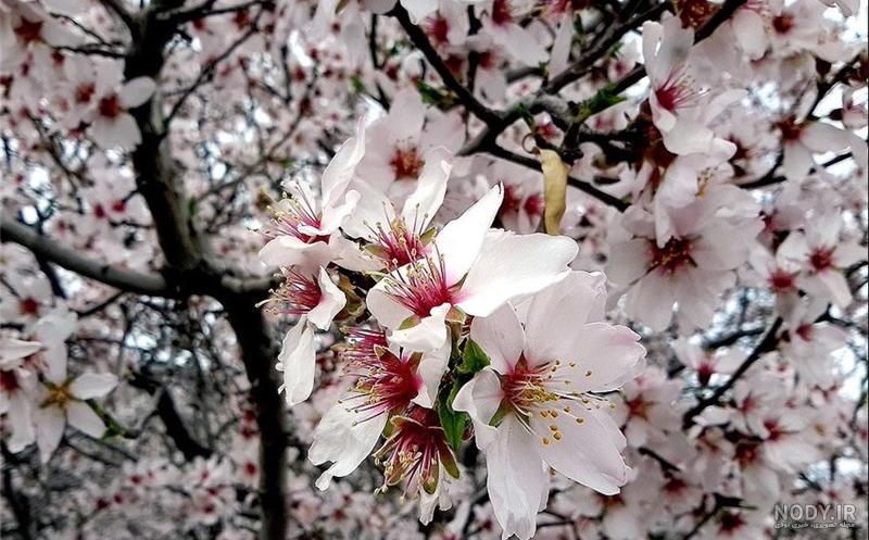 عکس شکوفه های بهاری درخت عکس شکوفه های بهاری درخت