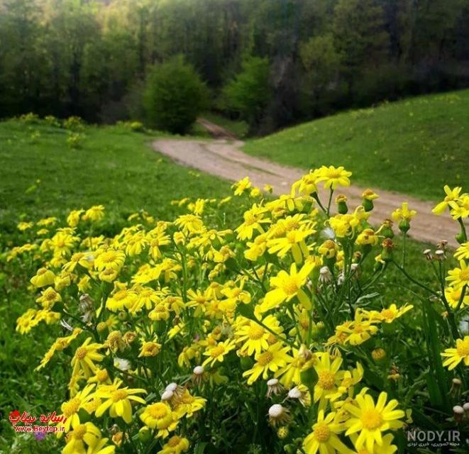 عکس شکوفه های بهاری نقاشی عکس شکوفه های بهاری نقاشی