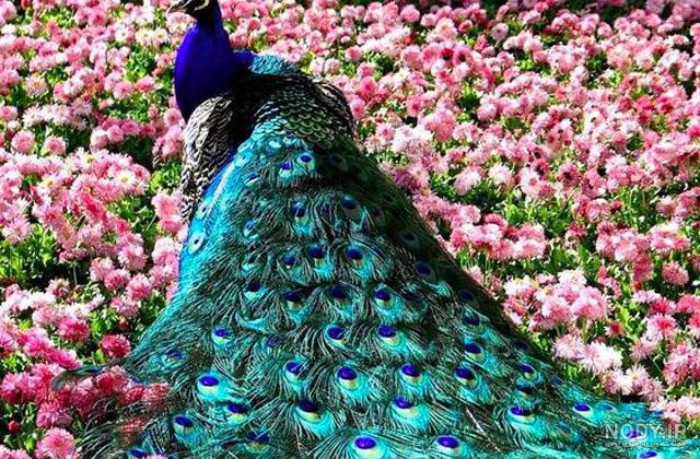 عکس طاووس های رنگارنگ