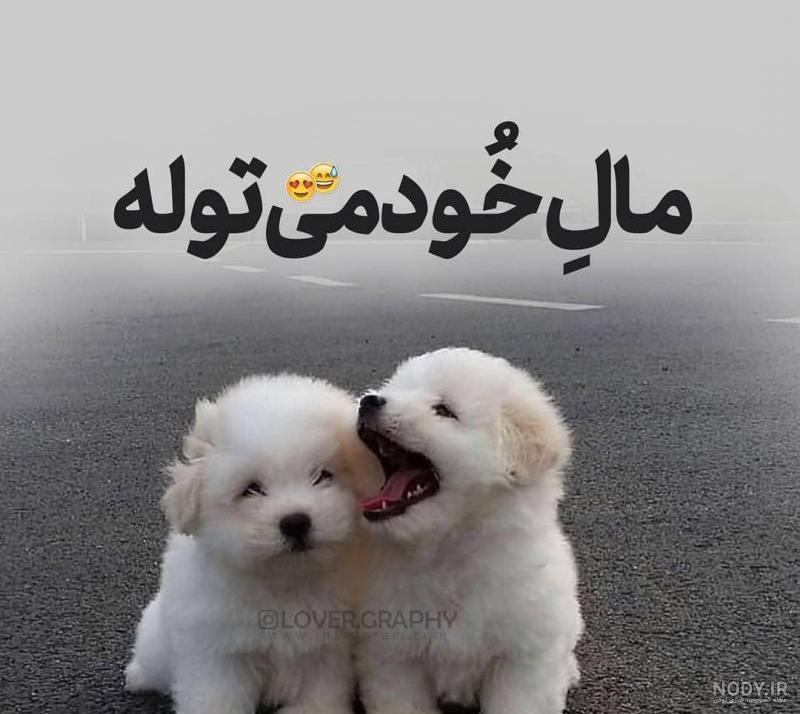 عکس عاشقانه سگ های ولگرد بانگو