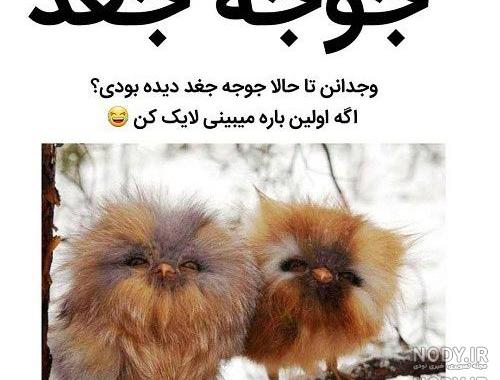 عکس های لایک خور جدید