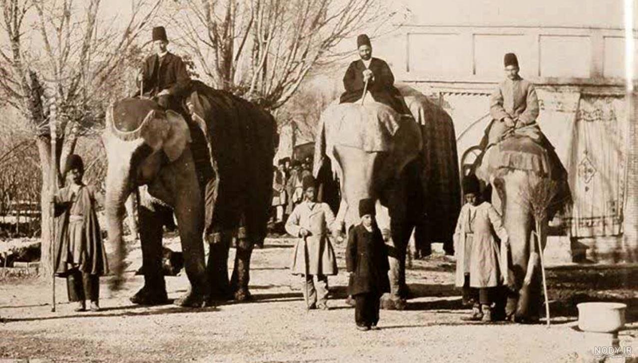 عکس پرندگان خشمگین برای نقاشی عکس پرندگان خشمگین برای نقاشی