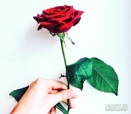 عکس پروفایل دوتا گل عکس پروفایل دوتا گل