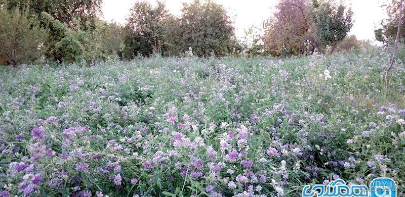 عکس چشمه کنان عکس چشمه کنان