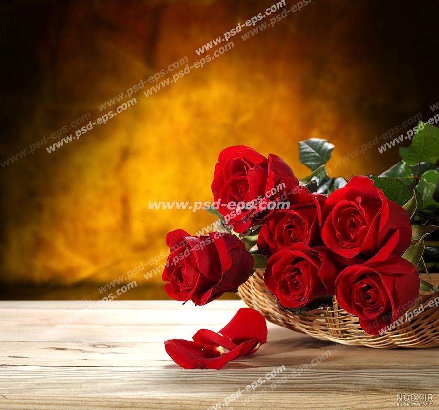 عکس یک گل زیبا عکس یک گل زیبا