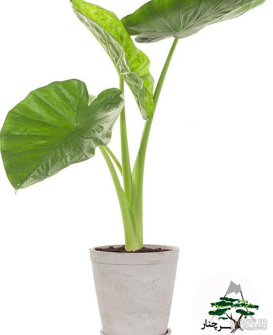 قیمت گل بابا آدم گوش فیلی قیمت گل بابا آدم گوش فیلی