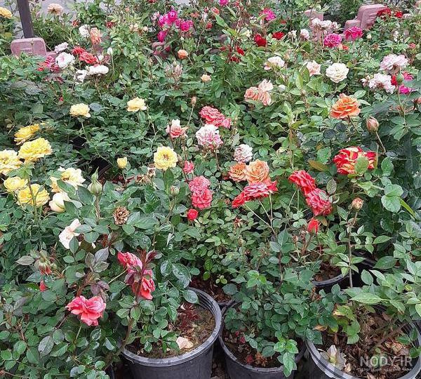 چرا گل ساناز گل نمیده چرا گل ساناز گل نمیده
