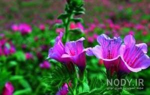 گاوزبان سبز گاوزبان سبز