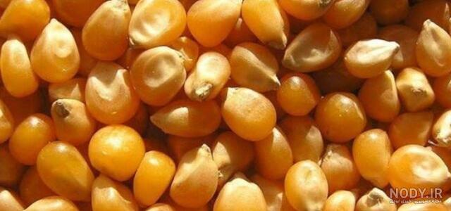 گیاهان دانه دو قسمتی را تعریف کنید و چند مورد را نام ببرید گیاهان دانه دو قسمتی را تعریف کنید و چند مورد را نام ببرید