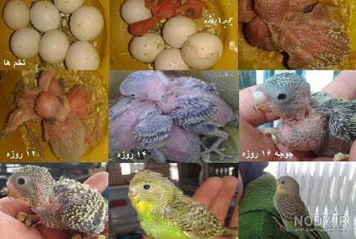 جوجه مرغ عشق 30 روزه