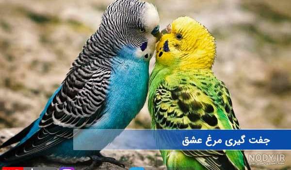 دستي كردن جوجه مرغ عشق