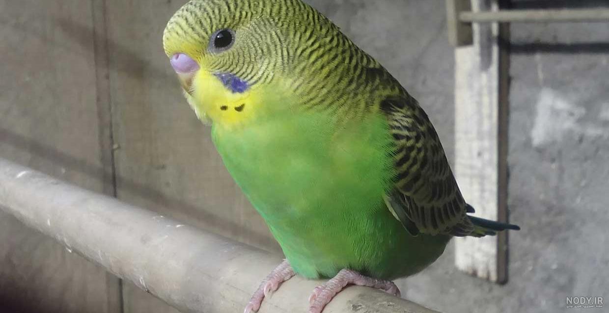 عکس بچه های مرغ عشق