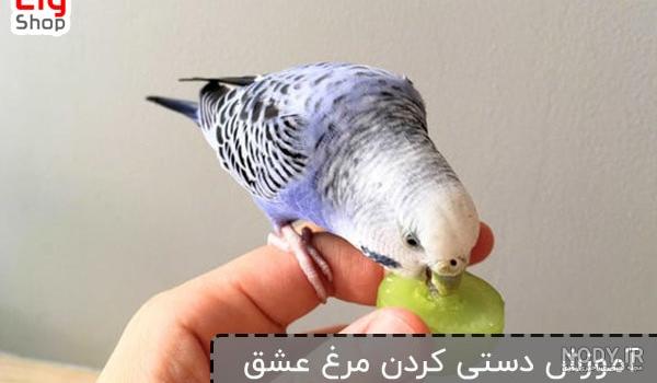 عکس جوجه مرغ عشق یک روزه