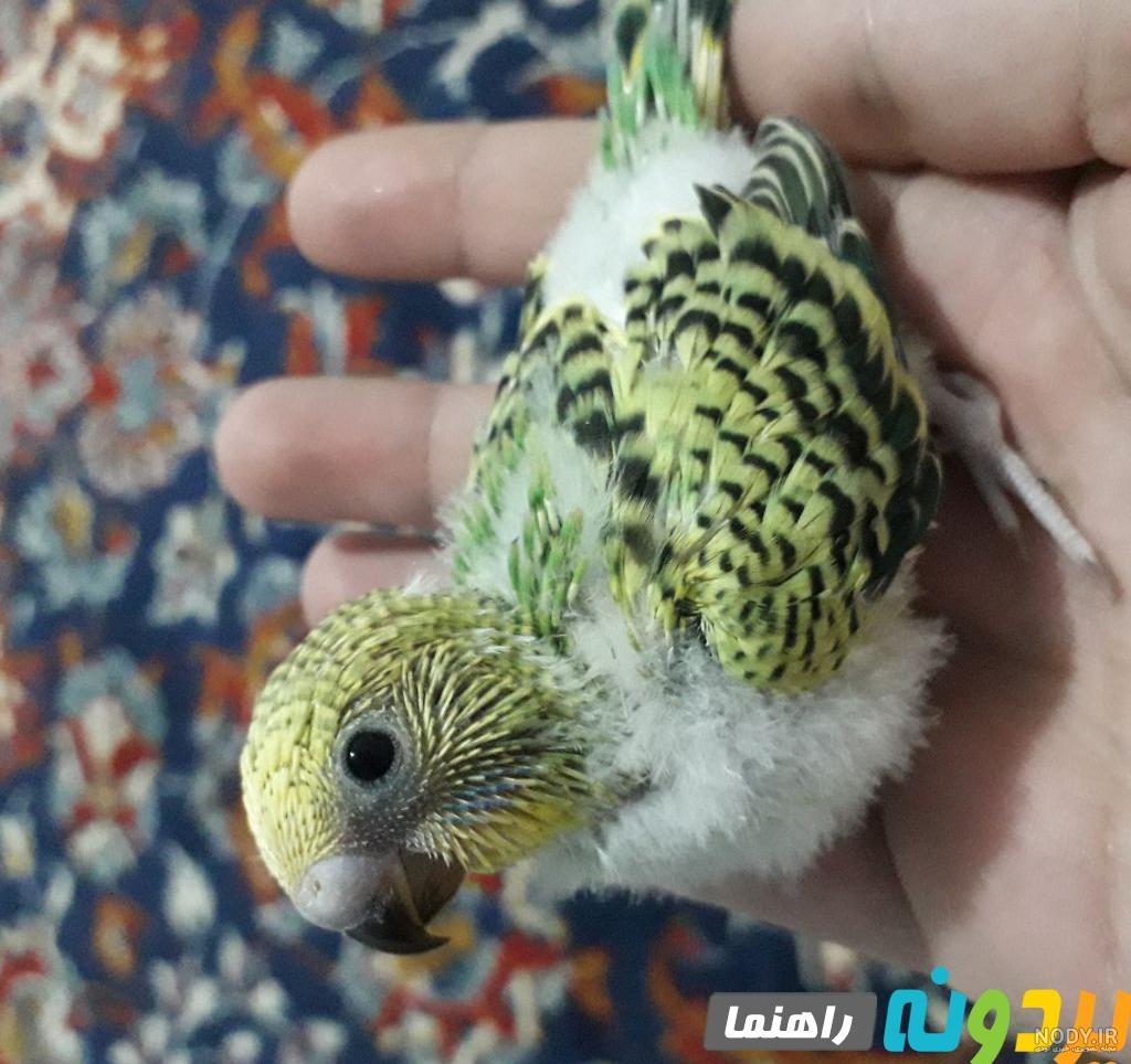 فیلم جوجه ی مرغ عشق