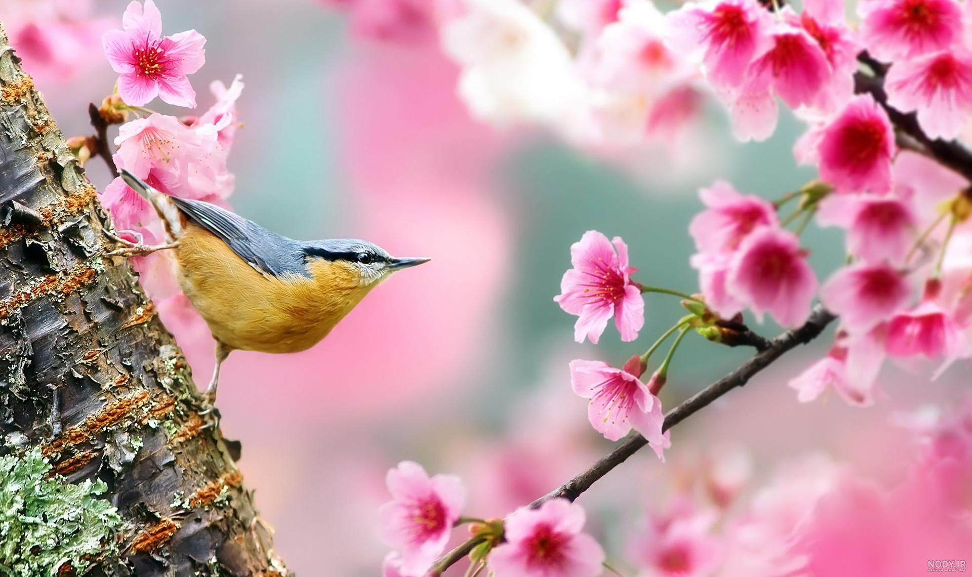  عکس شکوفه بهاری با پرنده