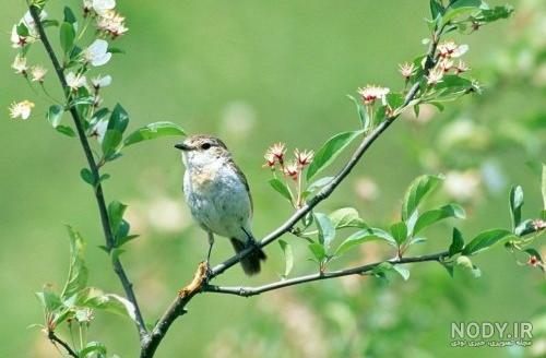  عکس شکوفه بهاری با پرنده