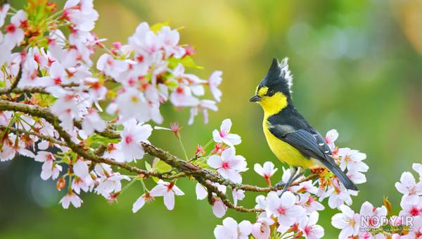  عکس شکوفه بهاری با پرنده