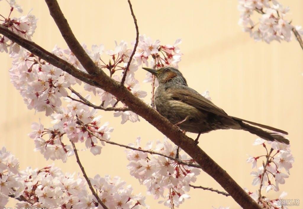 عکس شکوفه بهاری با پرنده