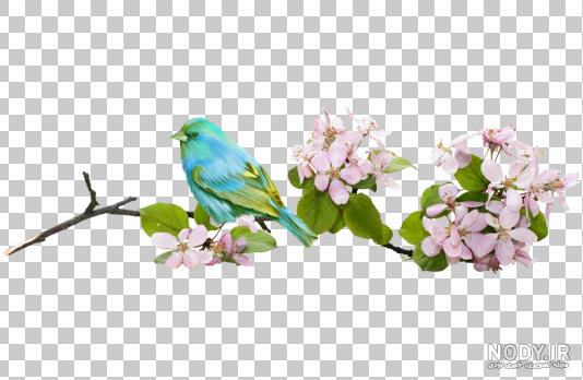  عکس شکوفه بهاری با پرنده