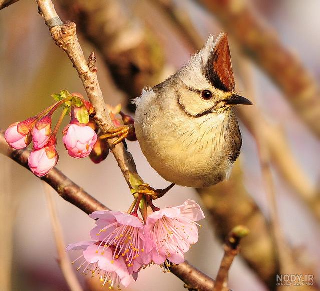  عکس شکوفه بهاری با پرنده