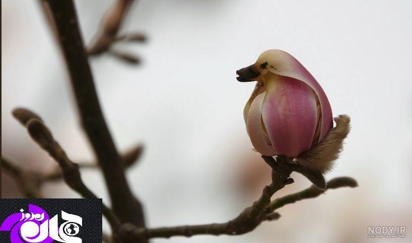  عکس شکوفه بهاری با پرنده