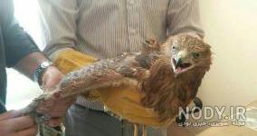 جنگ عقاب و شیر