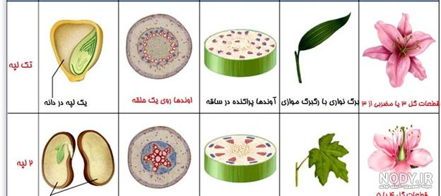 دانه تک لپه ای مثال دانه تک لپه ای مثال